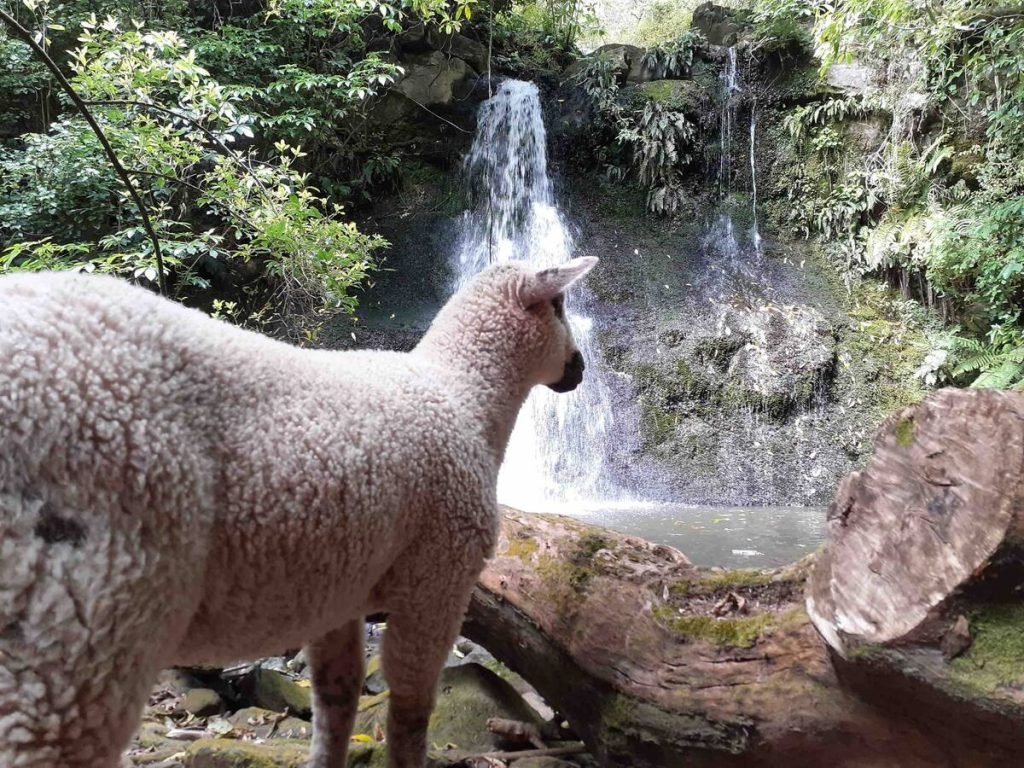 Akaroa sheeps waterfall hike